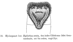 Epiphanes senta