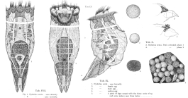 Epiphanes senta