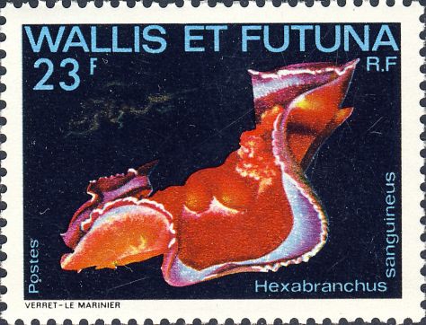 Hexabranchus sanguineus Hexabranchus sanguineus