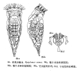 Epiphanes senta