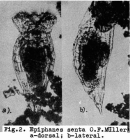 Epiphanes senta