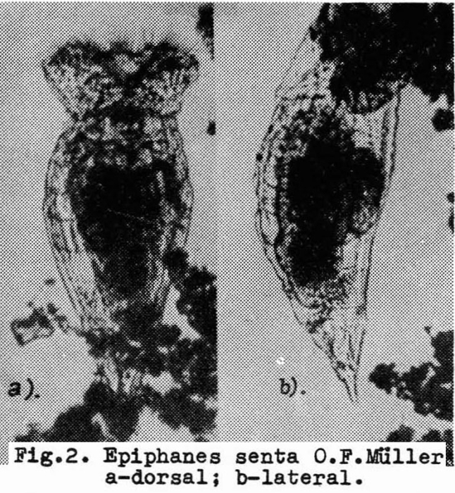 Epiphanes senta Epiphanes senta