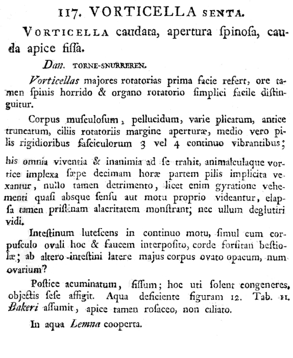 Epiphanes senta - Original description image