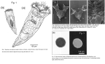Epiphanes ukera