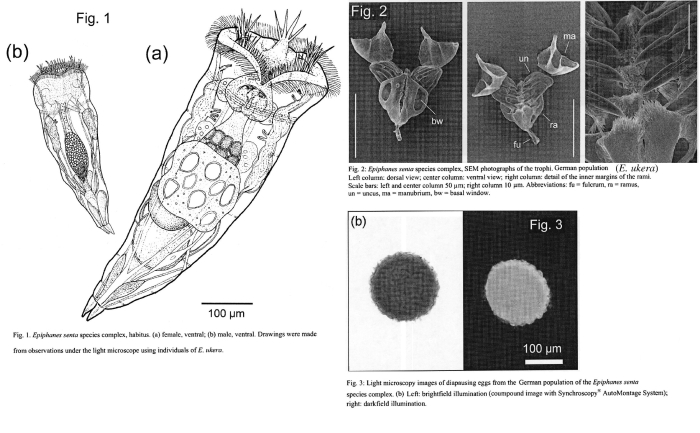 Epiphanes ukera
