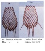 Eretmia cubeutes - Original description image