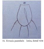 Eretmia pentathrix - Original description image