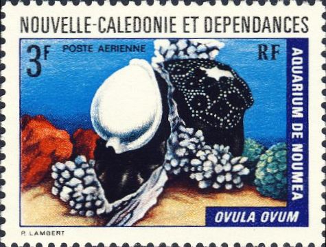 Ovula ovum Ovula ovum