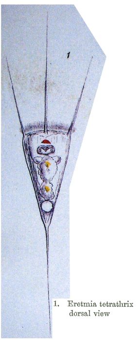 Eretmia tetrathrix - Original description image