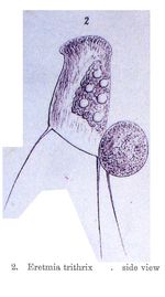 Eretmia trithrix - Original description image