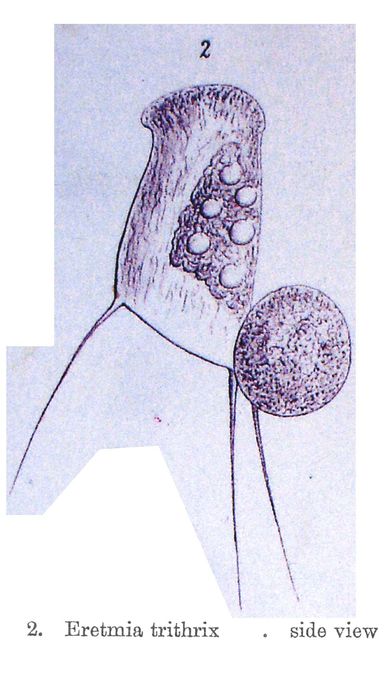 Eretmia trithrix - Original description image