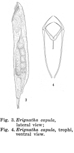 Erignatha capula - Original description image