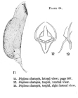 Erignatha clastopis