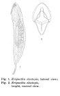 Erignatha clastopis