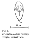 Erignatha clastopis