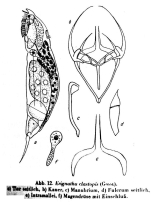 Erignatha clastopis