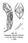 Erignatha clastopis