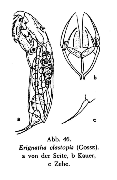 Erignatha clastopis Erignatha clastopis