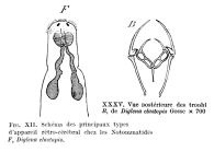 Erignatha clastopis