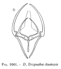 Erignatha clastopis