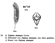 Erignatha clastopis