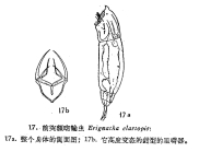 Erignatha clastopis