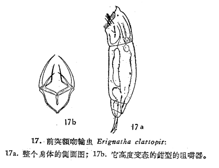 Erignatha clastopis
