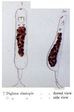 Erignatha clastopis - Original description image