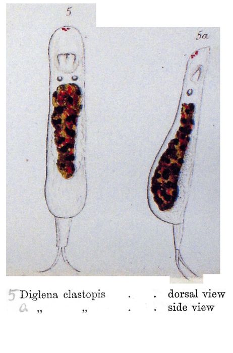 Erignatha clastopis - Original description image