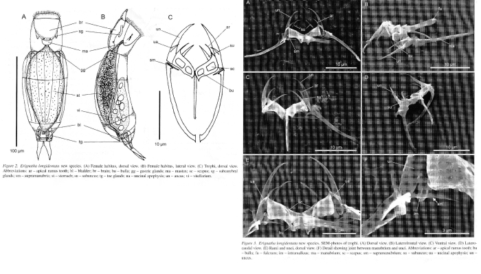 Erignatha longidentata - Original description image