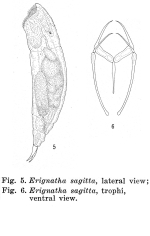 Erignatha sagitta - Original description image