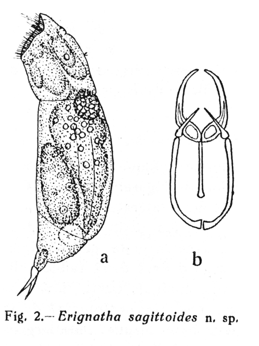Erignatha sagittoides - Original description image