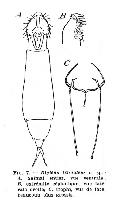 Erignatha tenuidens - Original description image