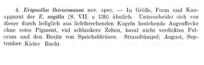 Erignatha thienemanni - Original description image