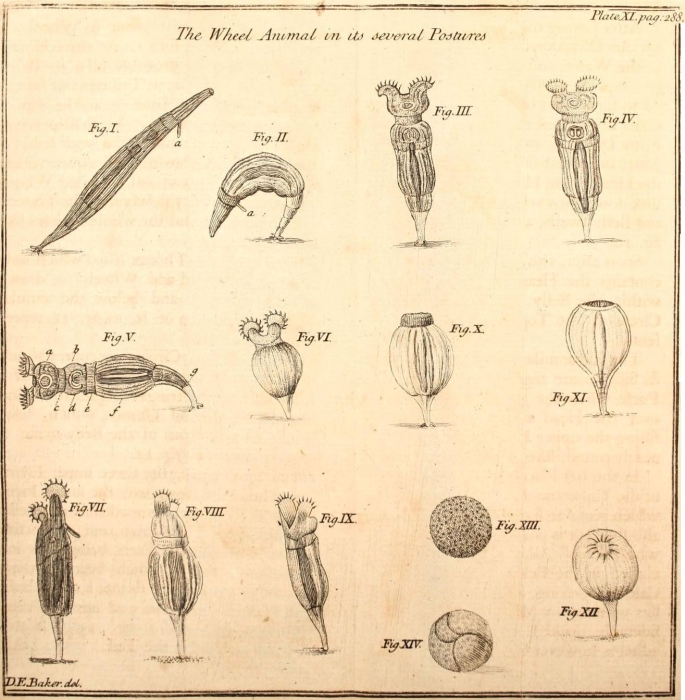 Esechielina bakeri Esechielina bakeri