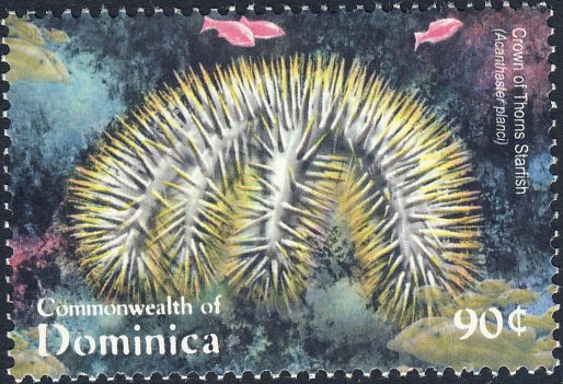 Acanthaster planci Acanthaster planci