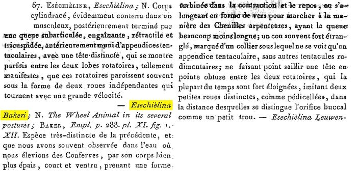 Esechielina bakeri - Original description image