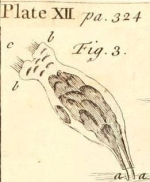 Esechielina capsularis