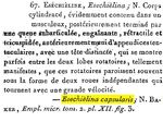 Esechielina capsularis - Original description image