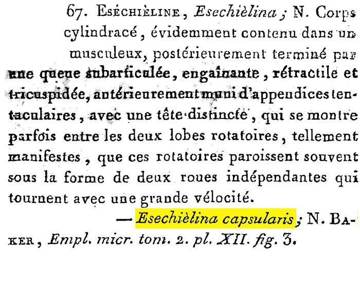 Esechielina capsularis - Original description image