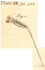 Esechielina gracilicauda