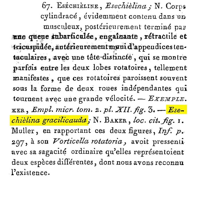 Esechielina gracilicauda - Original description image