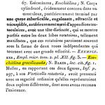 Esechielina gracilicauda