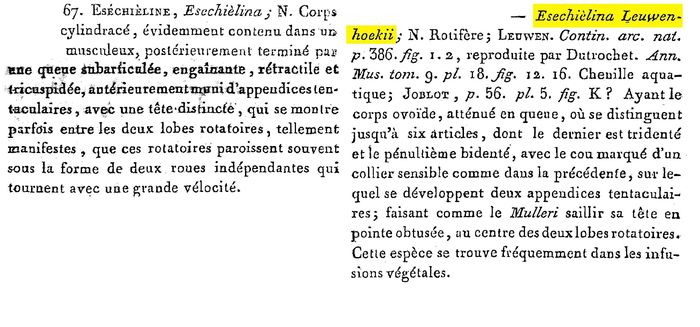 Esechielina leuwenhoekii - Original description image