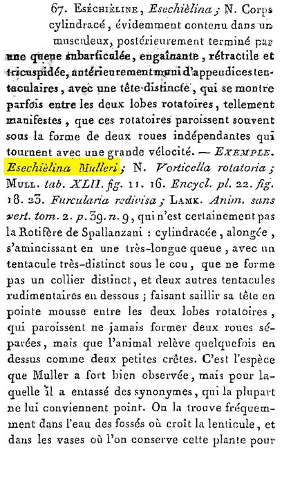 Esechielina mulleri - Original description image