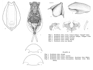 Euchlanis alata