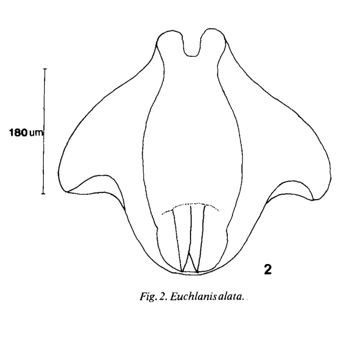 Euchlanis alata