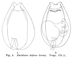 Euchlanis alata