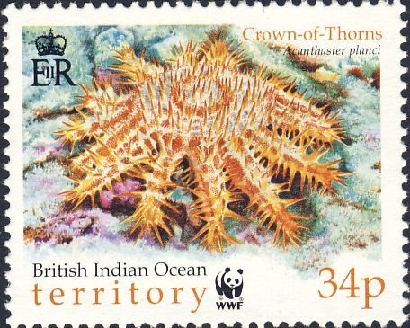 Acanthaster planci Acanthaster planci