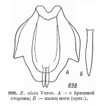 Euchlanis alata